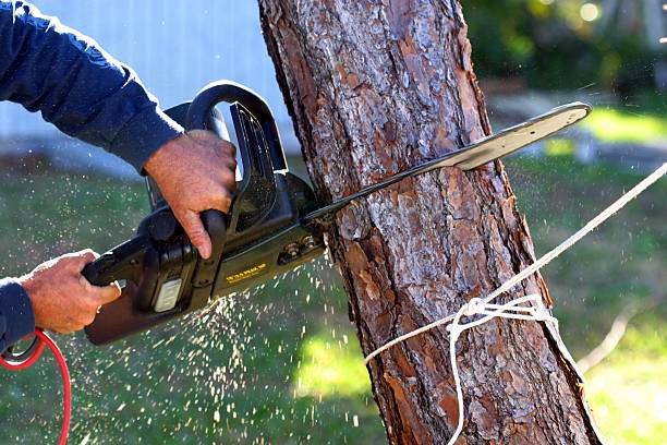 Lawn Irrigation Installation and Maintenance in Waimea, HI